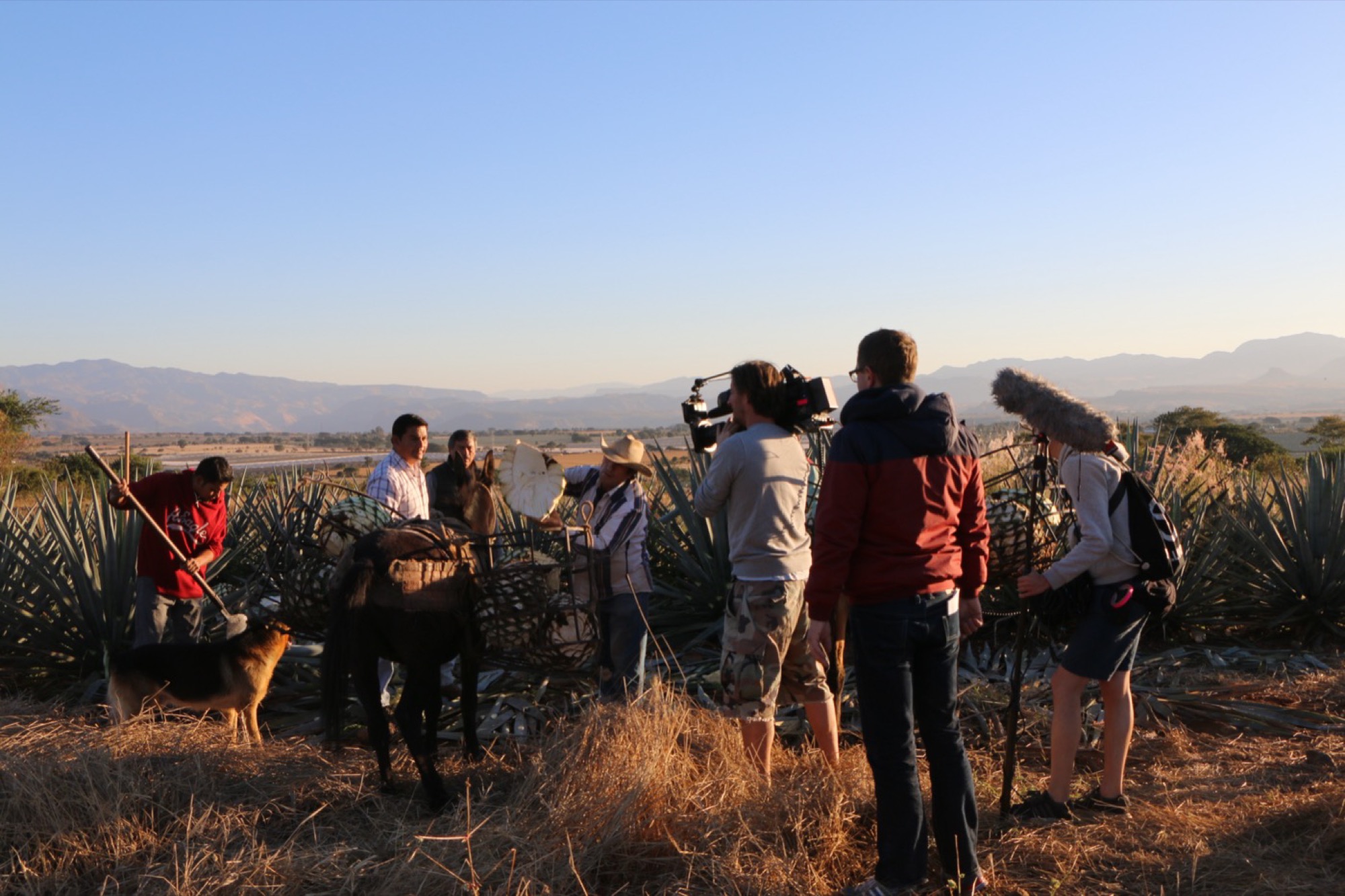Crew filming in an agave field at golden hour